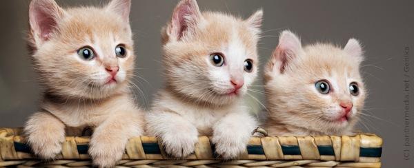 3 kleine Kätzchen (Kätzchen gehen immer)