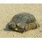 Schildkröte's picture
